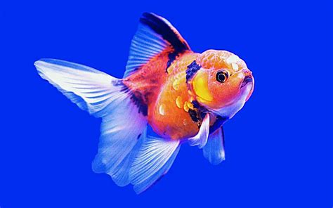 Ranchu Goldfish Care 101: Everything You Should Know (FAQ) .